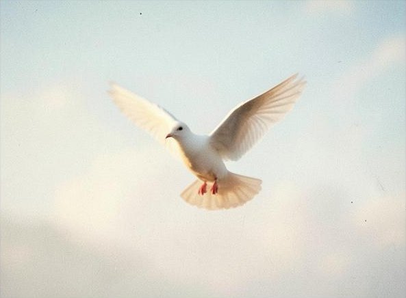 A white dove flying over the earth – TripleA Studio